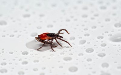 Lyme Disease